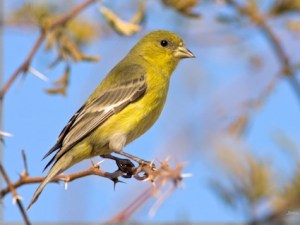lesser_goldfinch_