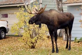 moose