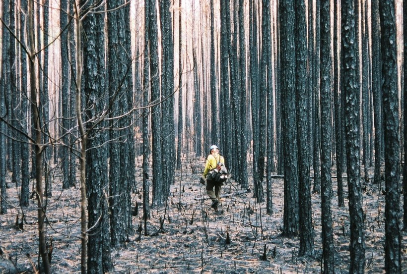 mary lowry hotshot photo trees
